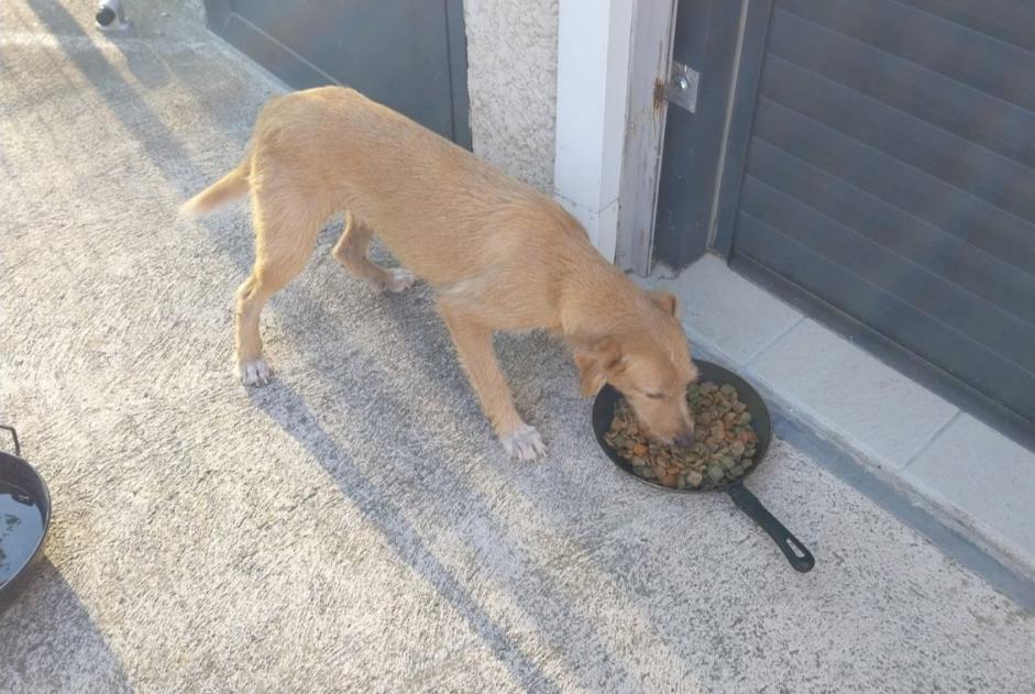Alerte Découverte Chien Femelle Néfiach France Alerte Découverte Chien Femelle Néfiach France